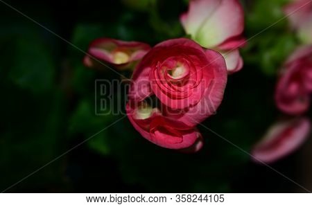 Rose Very Nice Colorful Opened Flower Close Up