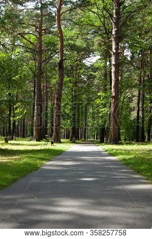 Park In Summer. Pinary In Sunny Day. Path And Bench Under Green Pine Trees