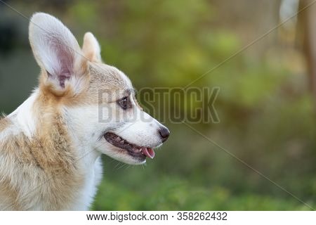 Corgi Dog Pet On The Grass In Summer Sunny Day