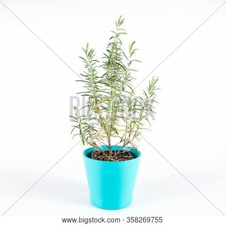 Rosemary (salvia Rosmarinus) Plant In A Pot On A White Background
