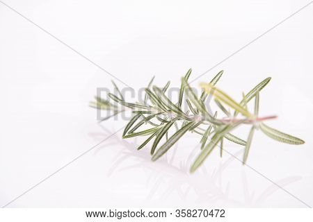 Rosemary (salvia Rosmarinus) Twig On A White Background