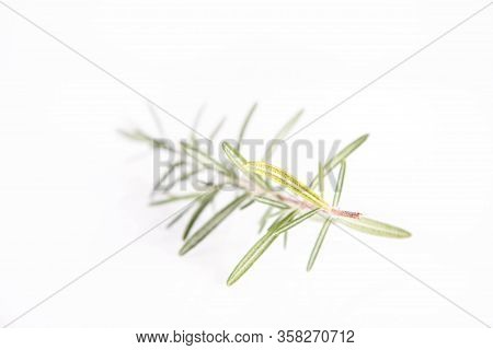 Rosemary (salvia Rosmarinus) Twig On A White Background