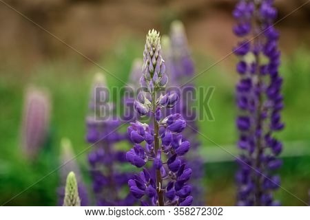 Purple Close Up Flower Of Sage On Blur Background In The Garden