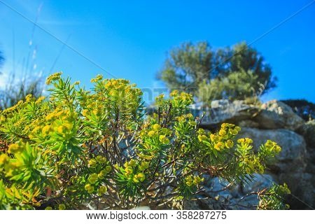 Rocky Hill At Parc Natural De La Peninsula De Llevant On The Island Of Mallorca, Spain