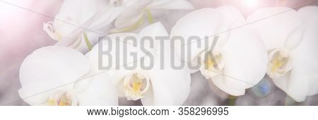 Vintage Color Orchids In Soft Color And Blur Style