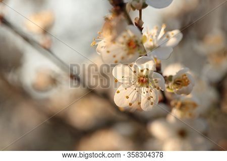 Spring flowers tree branch Nature background Nature flower background flower Nature background Nature flower macro flower sunset flower Nature flower Nature background flower Nature flower Nature background White flower Nature flower Nature background.