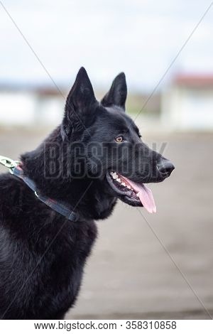 German Black Shepherd On The Sandy Beatch Of Black Sea