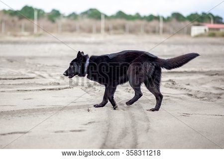 German Black Shepherd On The Sandy Beatch Of Black Sea