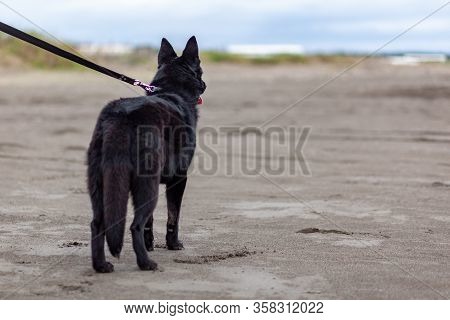 German Black Shepherd On The Sandy Beatch Of Black Sea