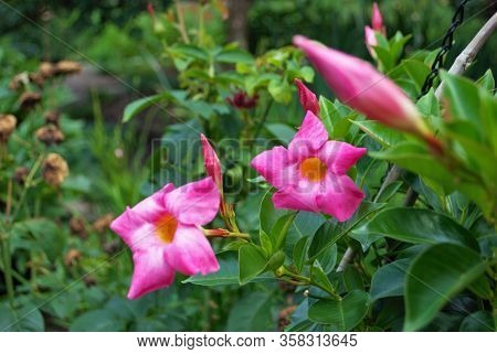 Rocktrumpet Mandevilla Plant Growing In My Front Yard Flower Bed Spring Time