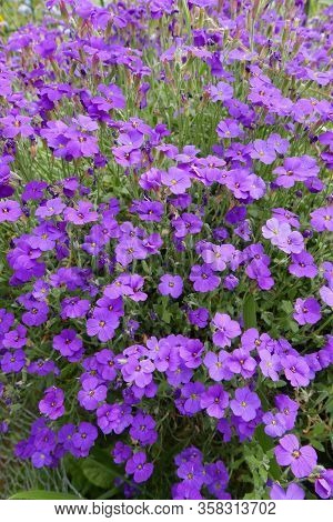 Walk In The Breton Countryside In May. Nature In Bloom And Old Stone