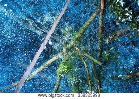 Close-up Of The Green And Brown Stems Of Underwater Plants Froze Shrouded In White Air Bubbles In Cl