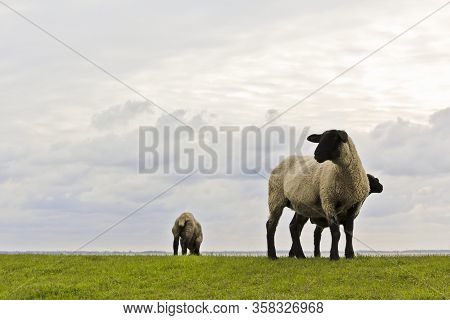Sheep Before The Sunset And Cloudy Sky. Sehestedt, Jade, Lower Saxony, Germany.