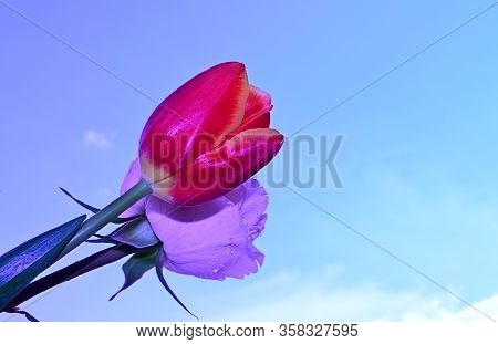Tulip And Rose Colorful Nice Flower In The Sunshine