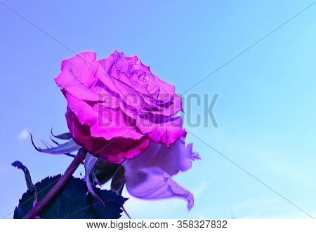 Two Beautiful Opened Rose Flower In The Sunshine