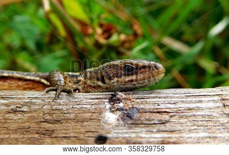 A Common Lizard Stood On A Log At Rspb Minsmere.