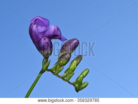 Very Pretty Purple Freesia Flower Close Up