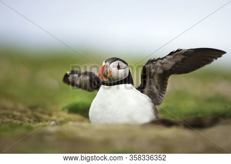 Close Up Of An Atlantic Puffin (fratercula Arctica) In A Burrow, Noss Island, Shetland Islands.