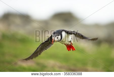 Close Up Of An Atlantic Puffin (fratercula Arctica) In Flight, Noss Island, Shetland Islands.