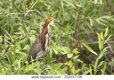 Close Up Of A Tiger Heron (tigrisoma Lineatum), Pantanal, Brazil.