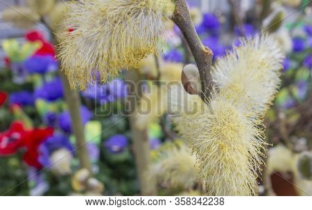 Full Frame Pussy Willow Catkins In Front Of Colorful Flowers