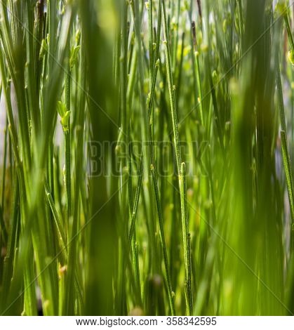 Full Frame Background Showing Lots Of Green Stipes And Stalks