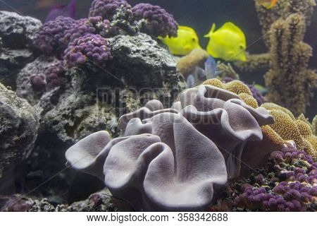 Colorful Coral Reef Scenery With Lots Of Different Corals, Sea Anemones And Fishes