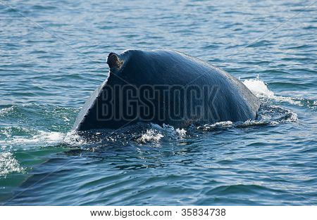 Possente megattera (Megaptera novaeangliae) visto dalla barca vicino a Husavik, Islanda