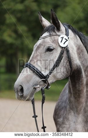 Face Of A  Purebred Gray Horse. Portrait Of Beautiful Gray Mare.  A Head Shot Of A Single Horse. Gre
