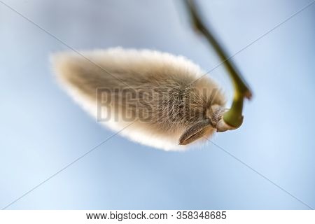 Magnolia Flower Bud In Early Spring. Tree Branch With Magnolia Flower. The Beginning Of The Flowerin