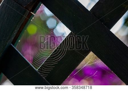 Backlit Spider Web On The Fence On Colorful Bokeh Background.