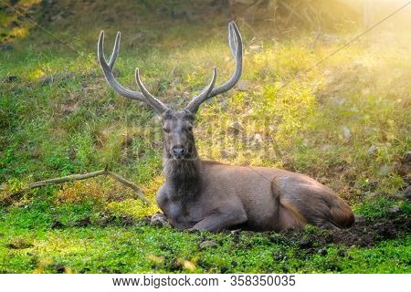 Male sambar (Rusa unicolor) deer resting in the forest. Sambar is large deer native to Indian subcontinent and listed as vulnerable spices. Ranthambore National Park, Rajasthan, India. Horizontal pan