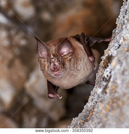 Lesser horseshoe bat (Rhinolophus hipposideros) body close up. A rare bat hanging from rock in the cave 
