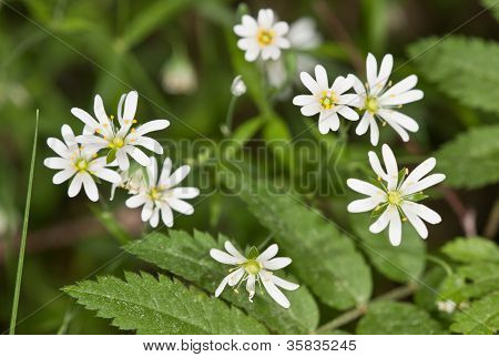 Cerastio fiori da vicino