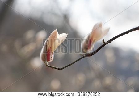 Magnolia Flower Bud In Early Spring. The Beginning Of The Flowering Of Magnolia. Magnolia Tree In Ea