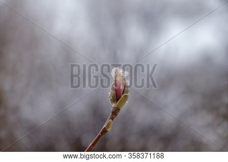 Magnolia Tree In Early Spring With Young Flower Bud. Magnolia Flower Bud In Early Spring. The Beginn