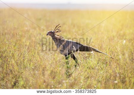 Secretary bird, sagittarius serpentarius,, walking through the long grass of the Masai Mara. Late afternoon sunshine. 
