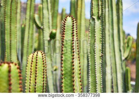 Close up of succulent green cactus at botanical garden