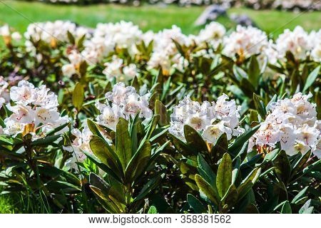 Close Up Of Rhododendron Caucasicum In Bloom In Caucasus Mountains On Sunny Day