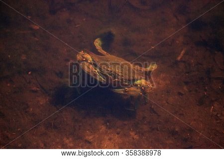 Blue Crab Callinectes Sapidus In A Marsh In Naples, Florida.