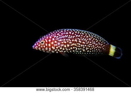 White Spotted Saltwater Wrasse Fish - Melanurus Anampses