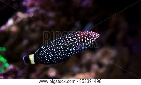 White Spotted Saltwater Wrasse Fish - Melanurus Anampses
