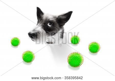 Sick And Ill Poodle  Dog  Isolated On White Background With   Viral With  Coronvirus All Over