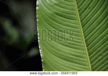 Leaves Of Tropical Plants Growing In The Jungle. Details Of The Innervation Of The Leaf Blade. Nerve