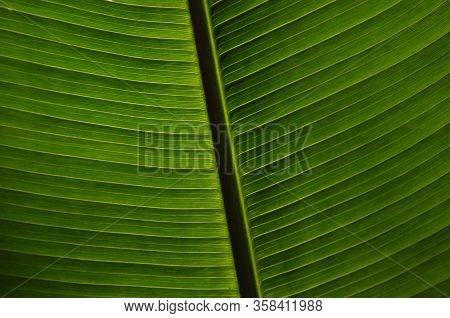 Leaves Of Tropical Plants Growing In The Jungle. Details Of The Innervation Of The Leaf Blade. Nerve