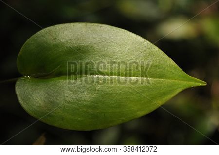 Leaves Of Tropical Plants Growing In The Jungle. Details Of The Innervation Of The Leaf Blade. Nerve