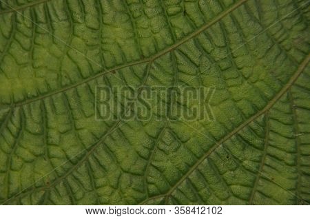 Leaves Of Tropical Plants Growing In The Jungle. Details Of The Innervation Of The Leaf Blade. Nerve