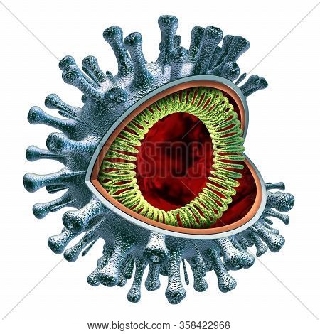 Coronavirus Cell Anatomy Concept As A Covid-19 Virus Cross Section Conceptual Anatomical Diagram Wit
