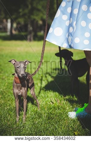 Close-up Of A Dog Italian Greyhound. Woman With A Beautiful Dog In The Park. Summer Walk With A Dog.