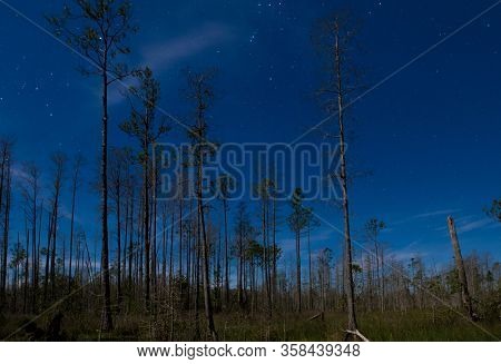 Night scene of pine forest in the Okefenokee swamp with star filled sky.